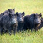 Trump Admin to Authorize Cyanide Bombs to Kill Wild Hogs