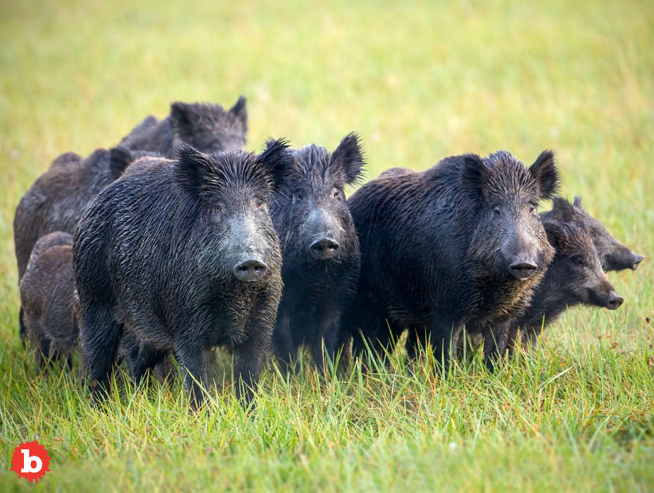 Trump Admin to Authorize Cyanide Bombs to Kill Wild Hogs