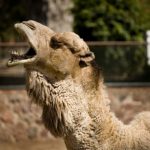 Camel Sits on Invasive Woman, Woman Bites Camel’s Testicles