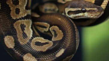 Hunt On For 3-Foot Escaped Python Kai in Wisconsin High School