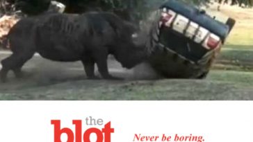 Rhino Flips Over Car, Gamekeeper at Serengeti Safari Park