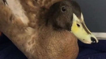 Adonis Duck Dave Has Penis Removed for Too Much Quacking