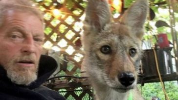Iowa Man Has Pet Coyote Fights to Keep it for Emotional Support