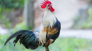 Razor Clawed Rooster Kills Owner Going to Cockfight