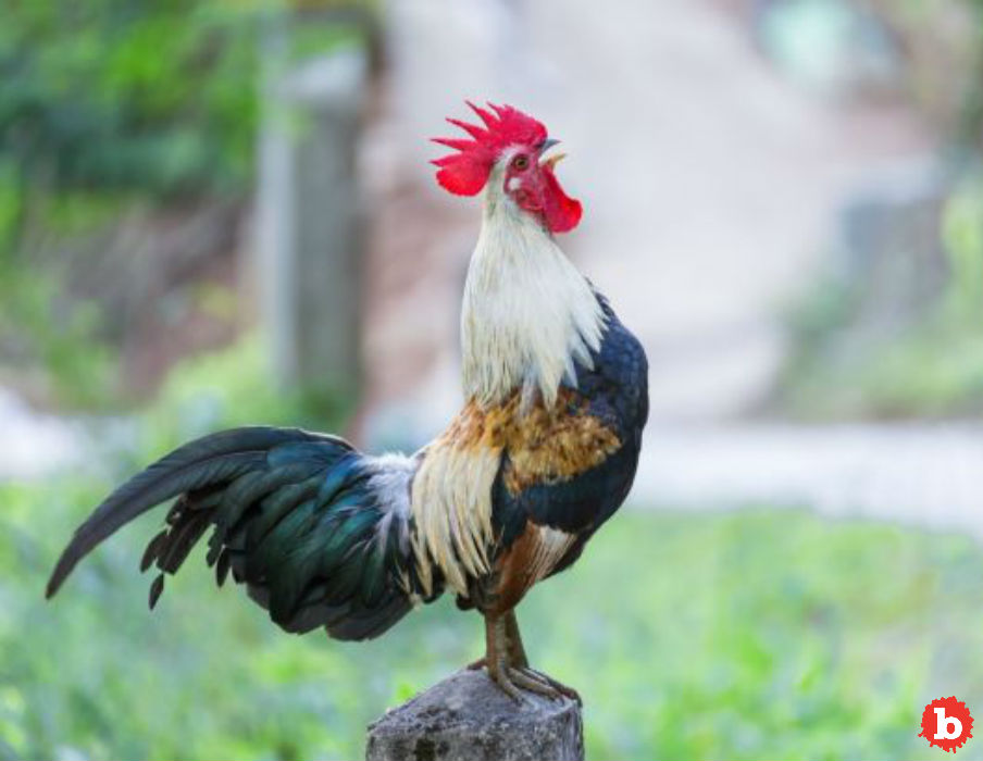 Razor Clawed Rooster Kills Owner Going to Cockfight