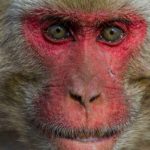 Florida Gets a Bad Case of the Monkey Herpes