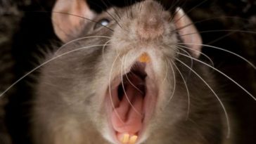 Rat Bites New York Man’s Penis in Jail, Now It’s Ratfukked