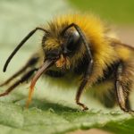 Sudden Decline in Bumblebees Leading to Mass Extinction