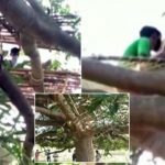 Villagers in India Forced Into Trees for Coronavirus Isolation