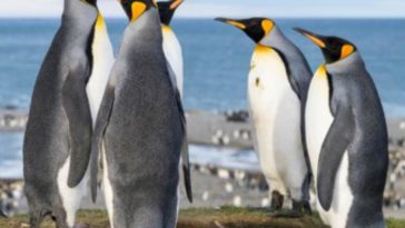 Crazy! Penguin Poo is Chock Full of Laughing Gas