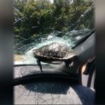 Flying Turtle Smashes Thru Car Windshield, Doesn’t Make It
