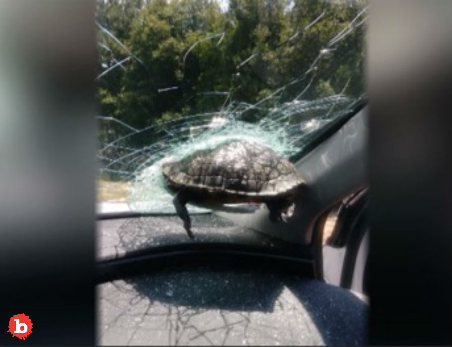 Flying Turtle Smashes Thru Car Windshield, Doesn’t Make It