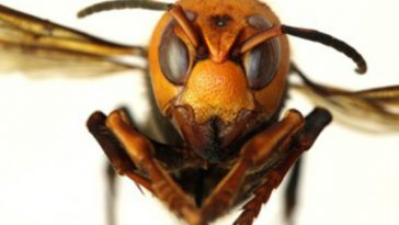 Murder Hornets in the US, Killing Bees, Maybe People