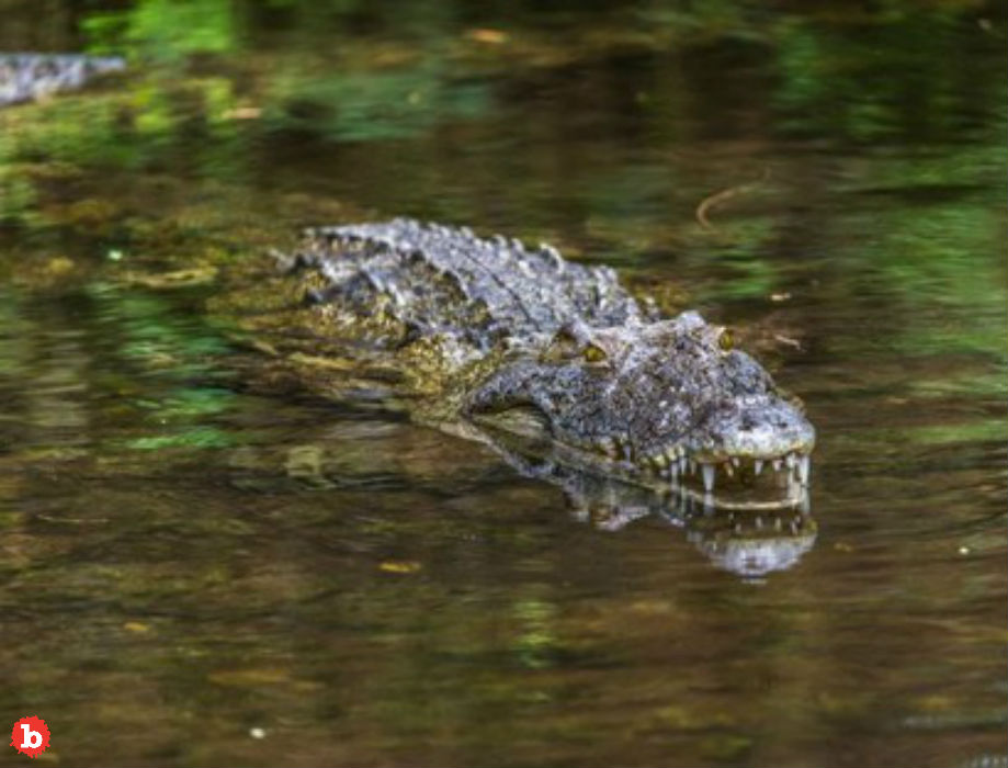 Woman Tries to Pet South Carolina Alligator, Says Epitaph As It Takes Her