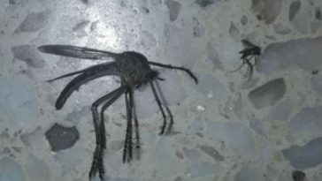 What Was Up With That Giant Mosquito in Argentina?