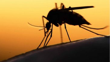 Florida to Release 750 Million Mosquitos to Combat…. Mosquitos