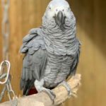 Donated-Parrots-Removed-From-Park-For-Swearing-At-Visitors
