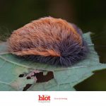 Hairy, Poisonous Puss Caterpillars That Will Make You Vomit Invade VA