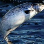 50,000 Farmed Salmon Escape Into the Wild, Zoologists Smell Something Bad