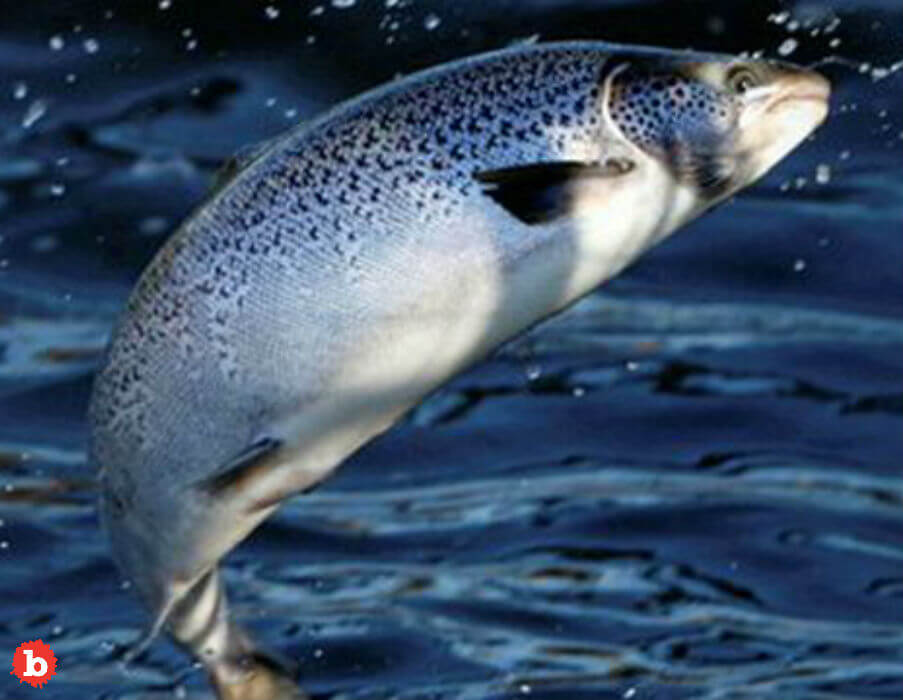 50,000 Farmed Salmon Escape Into the Wild, Zoologists Smell Something Bad