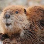 Beaver Anal Excretions Are All Over You, And In You