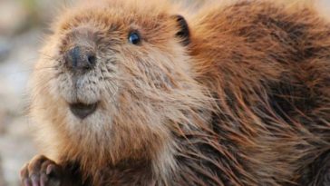 Beaver Anal Excretions Are All Over You, And In You
