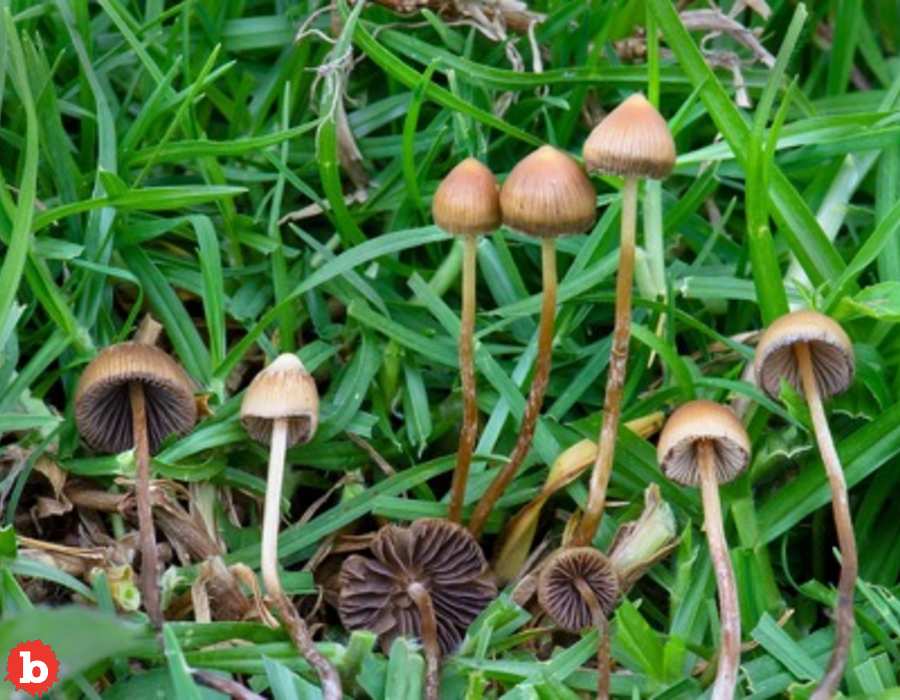Man Injects Magic Mushrooms, Man Gets Fungus Blood Infection