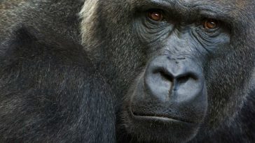 San Diego Zoo Safari Park Gorillas Catch Covid, Have Positive Tests