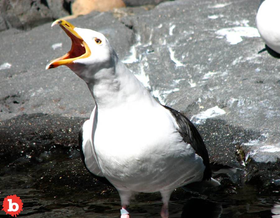 Edinburgh Woman Bites Off Man’s Tongue in Brawl, Seagull Steals It