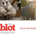 Wild Sheep Rescue, As Sheep Shears Off 78 Pounds of Wool