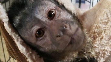 Kentucky Man Discovers Really Friendly Capuchin Monkey On Porch