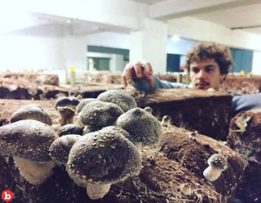 Parisian Parking Lots Turning Into Underground Mushroom Farms