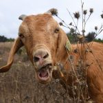 Firefighting Goats Help Keep Reagan Presidential Library Safe Every Year