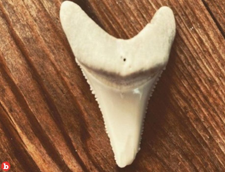 Surfer Who Lost Leg to Great White Finally Allowed Shar Tooth Souvenir