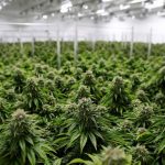 Flint, Michigan Sold Police Academy to Become Marijuana Grower
