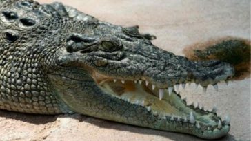 Teen Survives Insane Crocodile Attack on Puerto Vallarta Beach