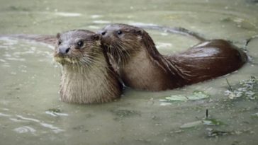 You Otter Know About Violent Attacks in Alaska