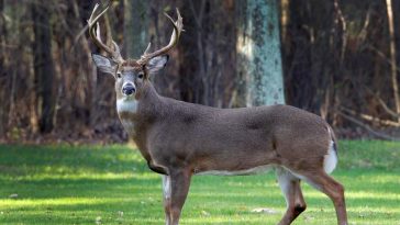 Buck Up, Covid Now Spreading Like Wildfire Among American Deer