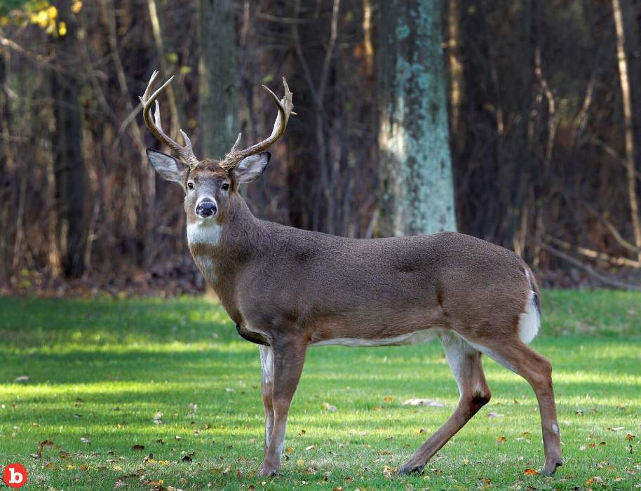 Buck Up, Covid Now Spreading Like Wildfire Among Deer in America