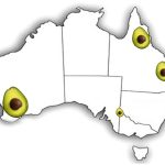 In Free Market Fail, Avocados Rotting Back Into Australian Ground