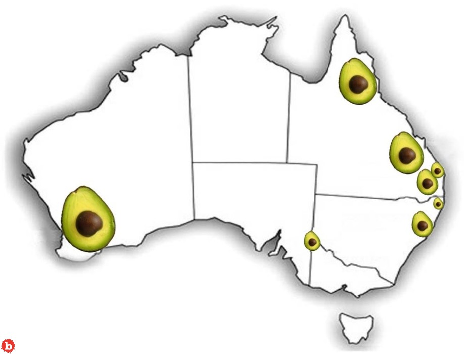 In Free Market Fail, Avocados Rotting Back Into Australian Ground