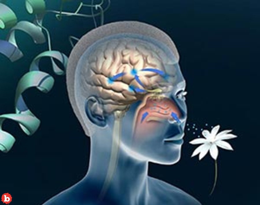 Neurological Damage! Covid Kills 1.6 Million Americans Sense of Smell