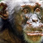 Wild Chimpanzees Have Leprosy in West Africa?