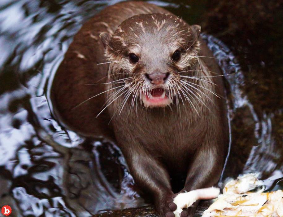 Mob of Otters Nearly Kill English Man in Singapore Botanical Gardens