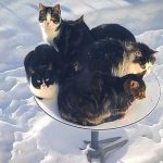 Duh! Starlink Self-Heating Satellite Dishes Become Outdoor Cat Lounges