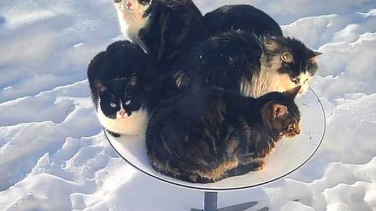 Duh! Starlink Self-Heating Satellite Dishes Become Outdoor Cat Lounges