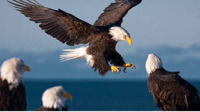 American Bald Eagles Are Suffering From Lead Poisoning