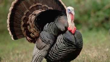 NASA Research Center Terrorized by Wild Turkey Attacks