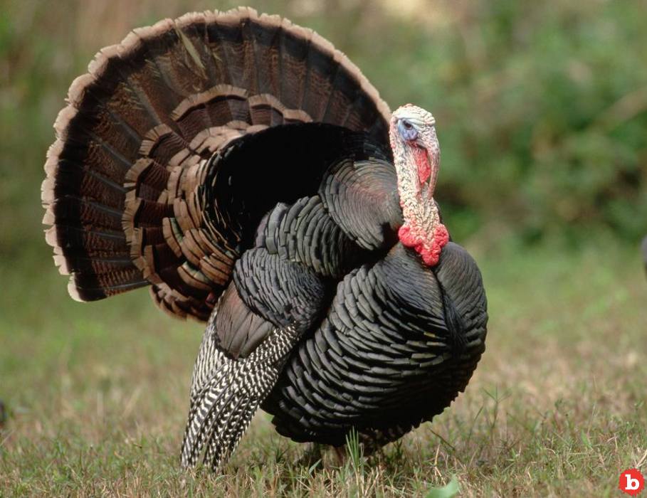 NASA Research Center Terrorized by Wild Turkey Attacks