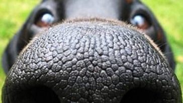 Smart Dog Lover Makes App For Dog Nose Biometrics